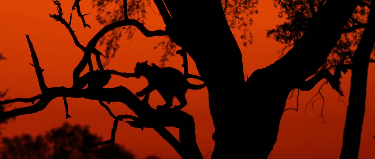 Living with Leopards Screenshot
