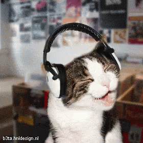 cat-music.gif