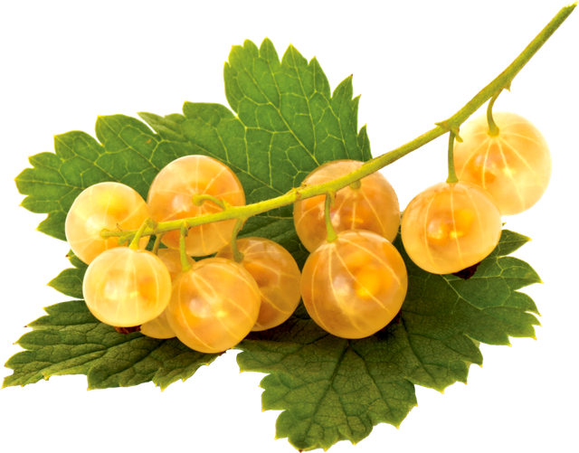 Grapes4