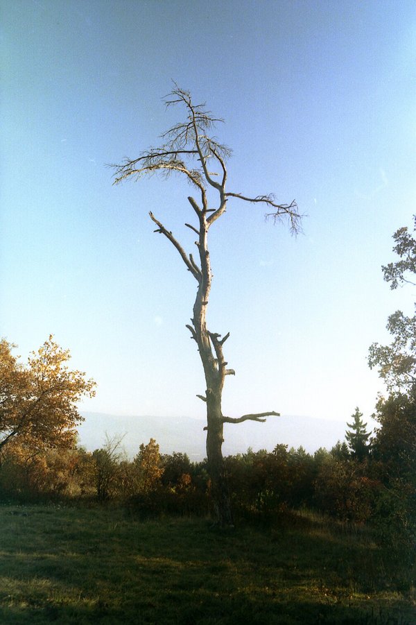[Image: Tosca-01-025.jpg]