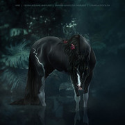 panther-horse-avi