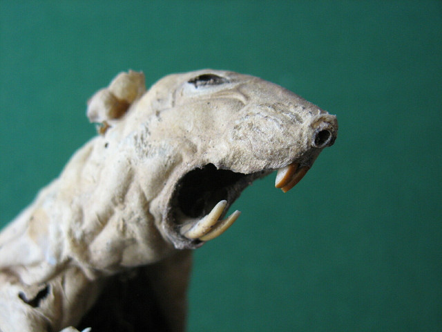 Ratte-gaehnt.jpg