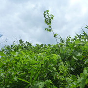 P1320233