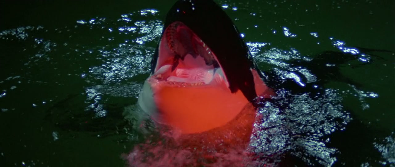 Orca: The Killer Whale Screenshot