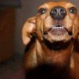 Aggression-Prevention-Dog-Trainer