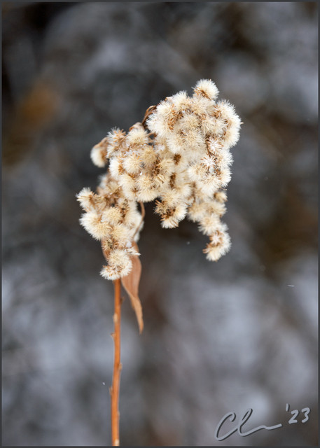 dried-weed-CAS01181