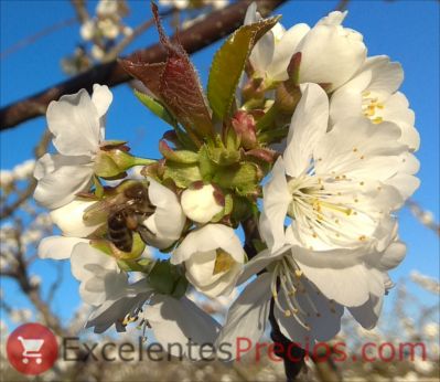 Cherry blossom photography, cherry blossom, cherry blossom, cherry blossom image