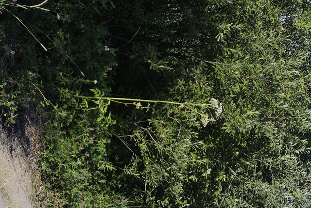 DSC5312-result.jpg