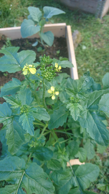 DSC 0170