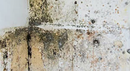 Mould-Removal-In-Toronto