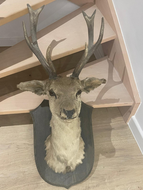 rudolf1