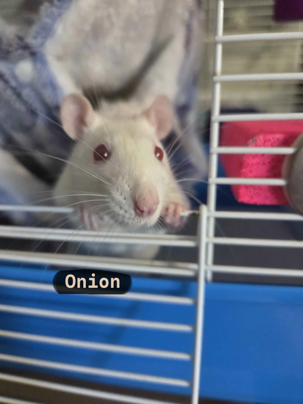 Onion