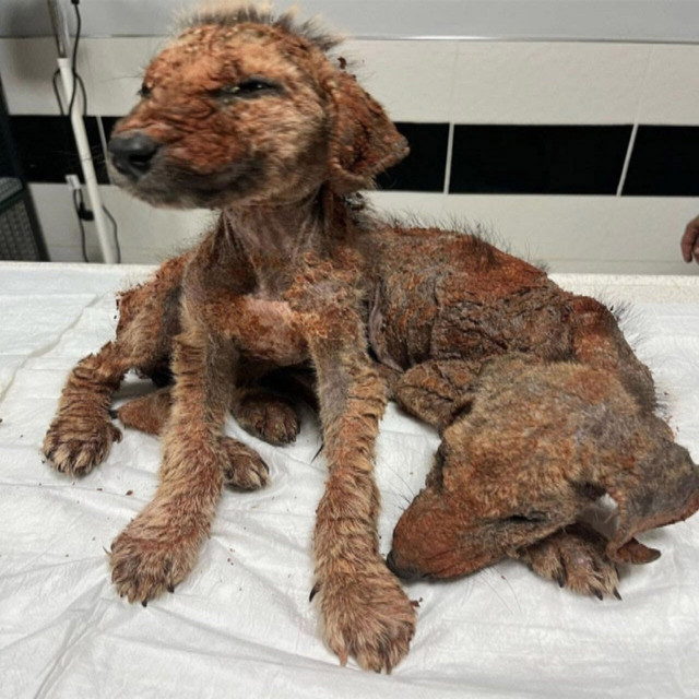 Main Article Image