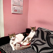 IMG-20250618-032712