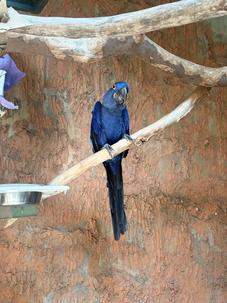 Hyacinth Macaw
