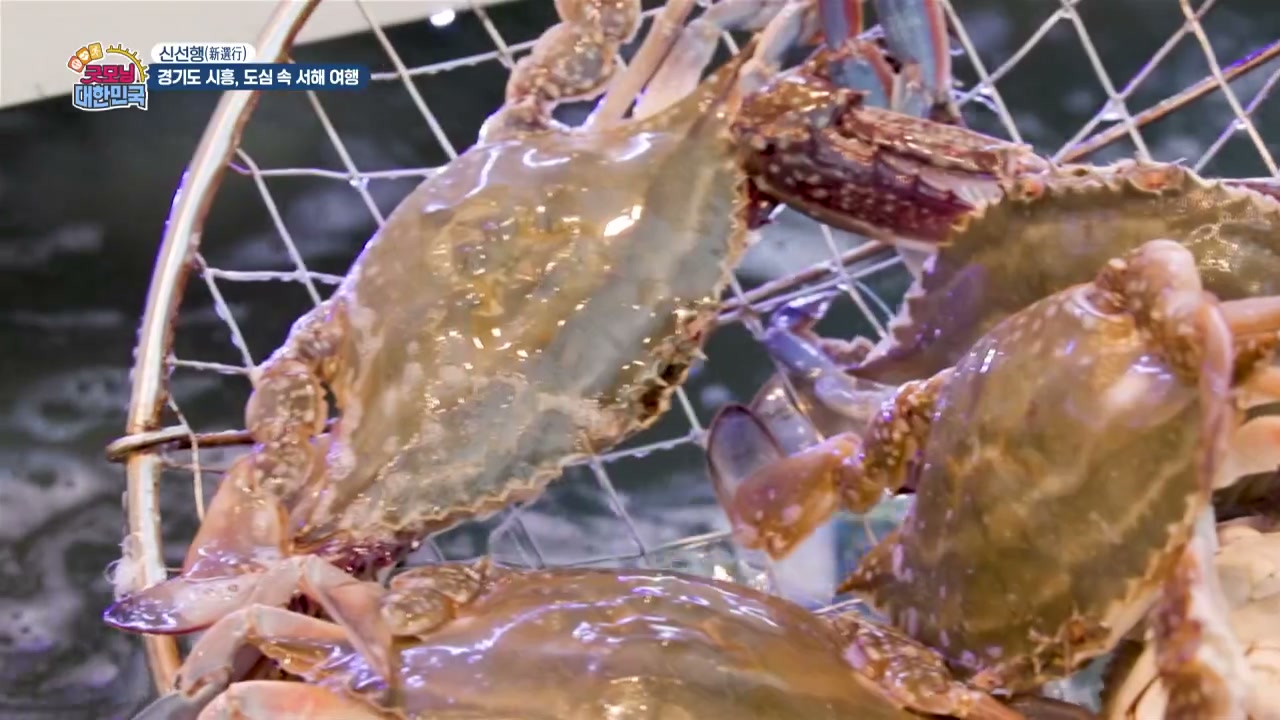 굿모닝 대한민국 시흥 꽃게구이 추가 캡처 1