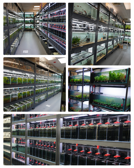 Betta USA Aquatic Store Photos