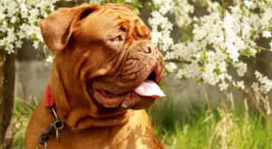 Simple Nutrition Trick Boosts Dogue de Bordeaux Coat Health