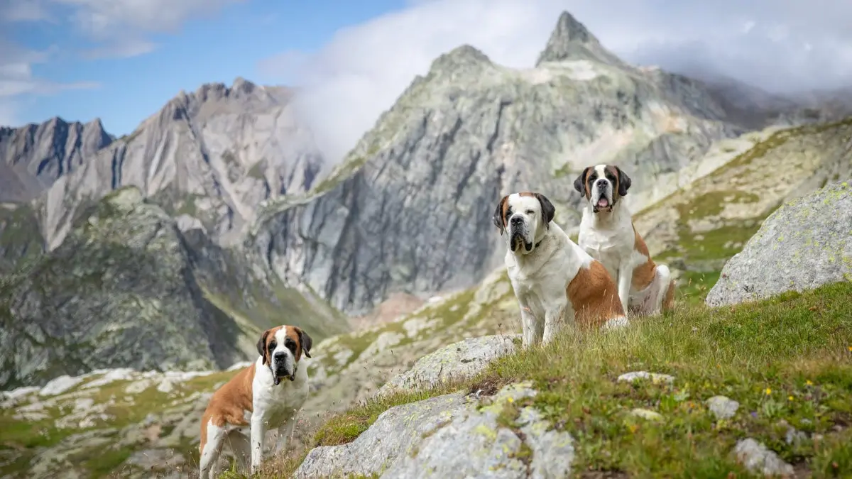 Călătorie în Alpii Elvețieni cu descendenții legendarului câine de salvare Saint Bernard