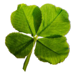 IMG-5334.png