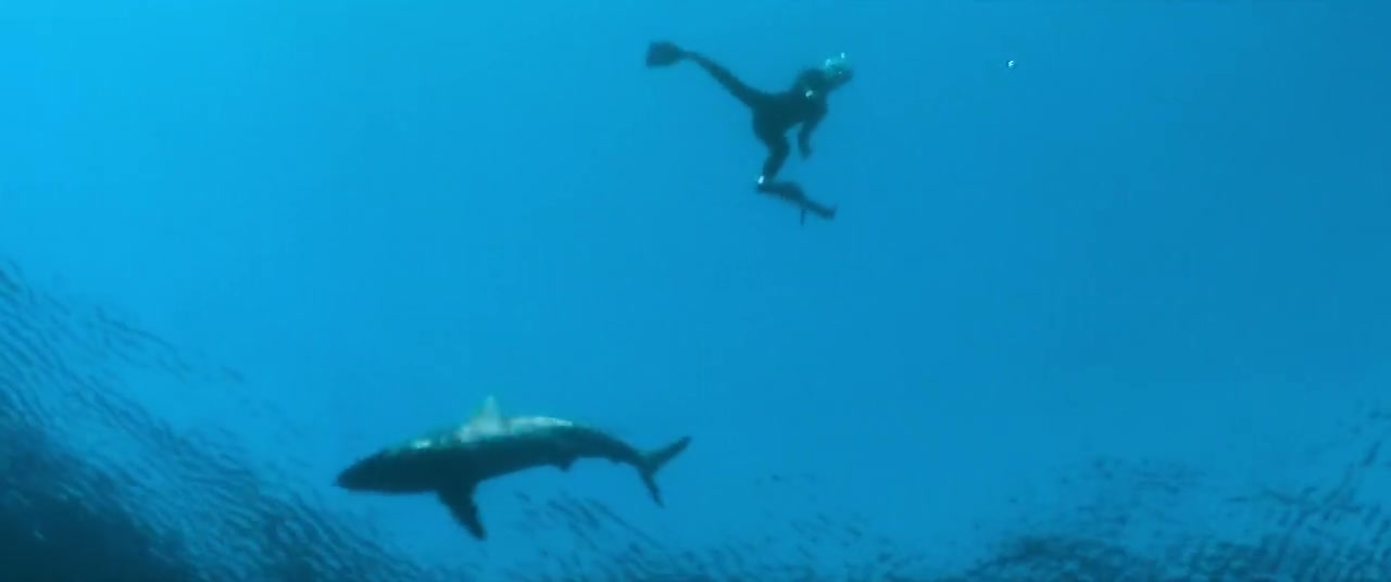Shark Whisperer Screenshot