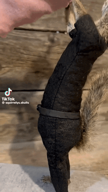 IMG-7677.gif