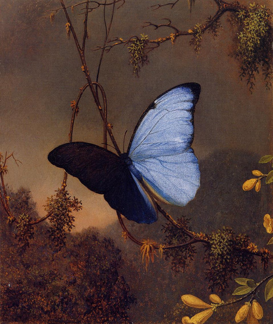 Blue-Morpho-Butterfly