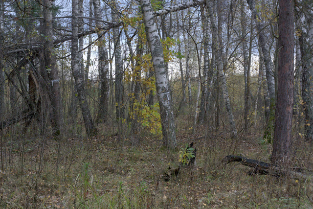 DSC7365-result.jpg