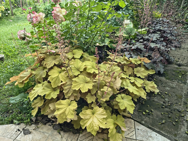 heuchera.jpg