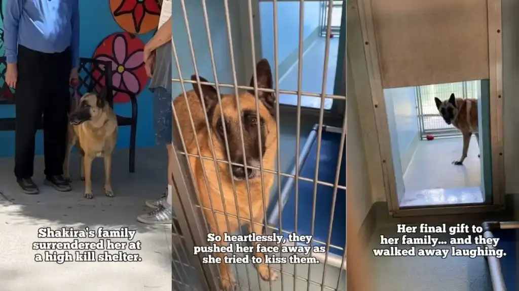 Shelter Dog's Heartbreaking Cry