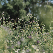 P8023258-1.jpg