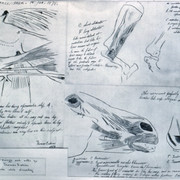 Anatomical Studies G130