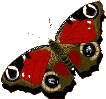 vlinders10.gif