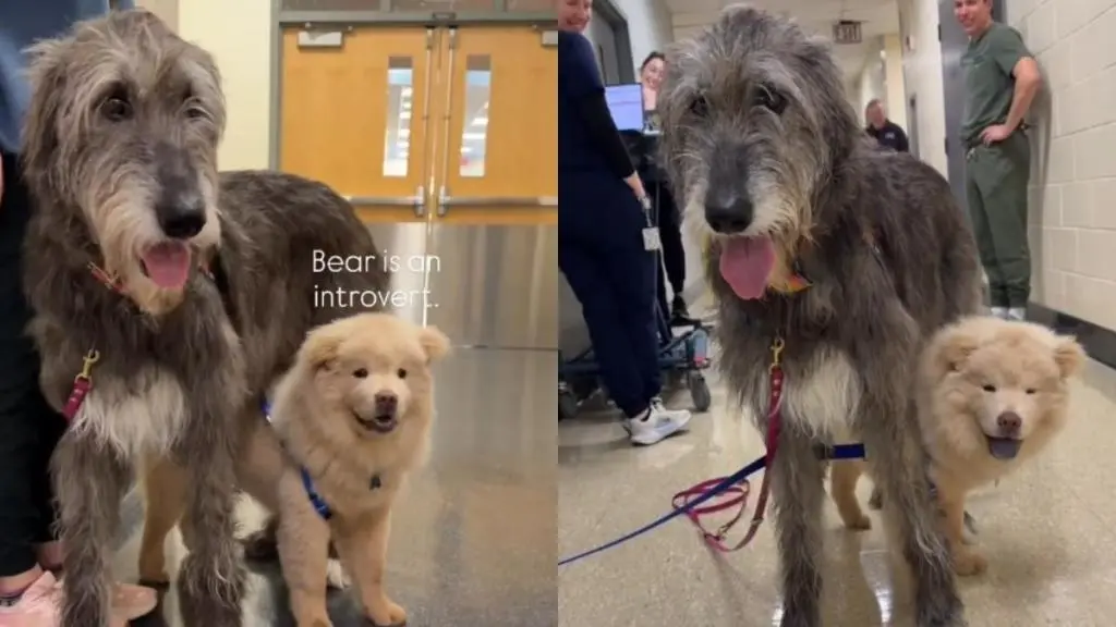 Shy Shelter Puppy Finds Unlikely Comfort with Giant Emotional Support Dog
