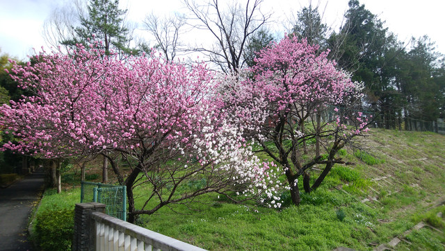 DSC-0111.jpg