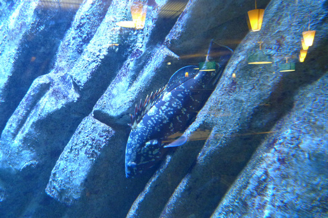 Aquarium.jpg