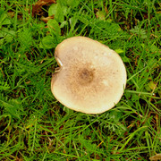DSC00983