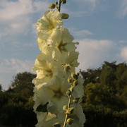 Hollyhock