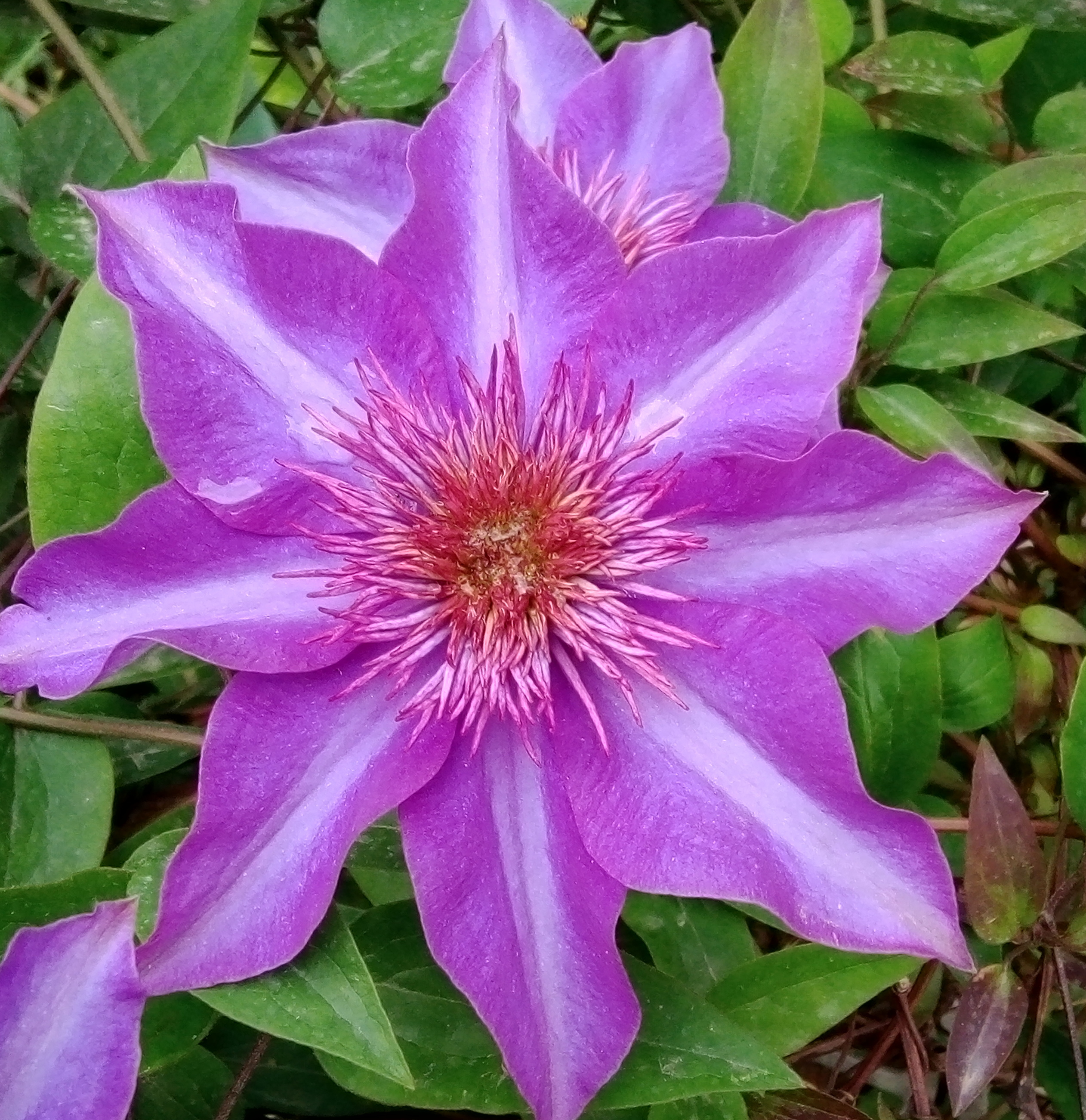 pink-flower.jpg