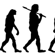 Devolution-Sheep