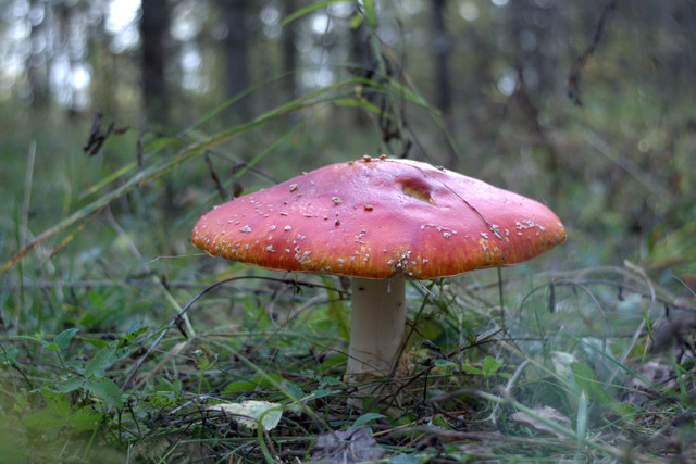 DSC7412-result.jpg