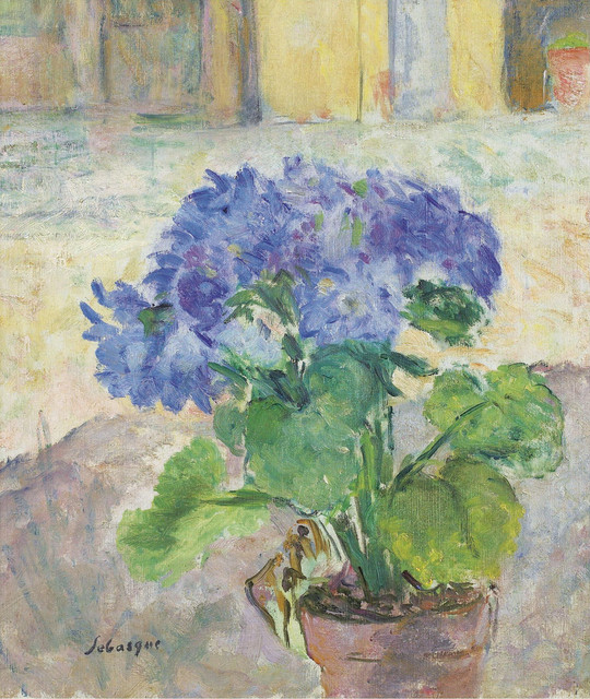 Hydrangea
