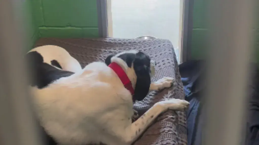 Senior Dog's Heartbreaking Return to Shelter Kennel