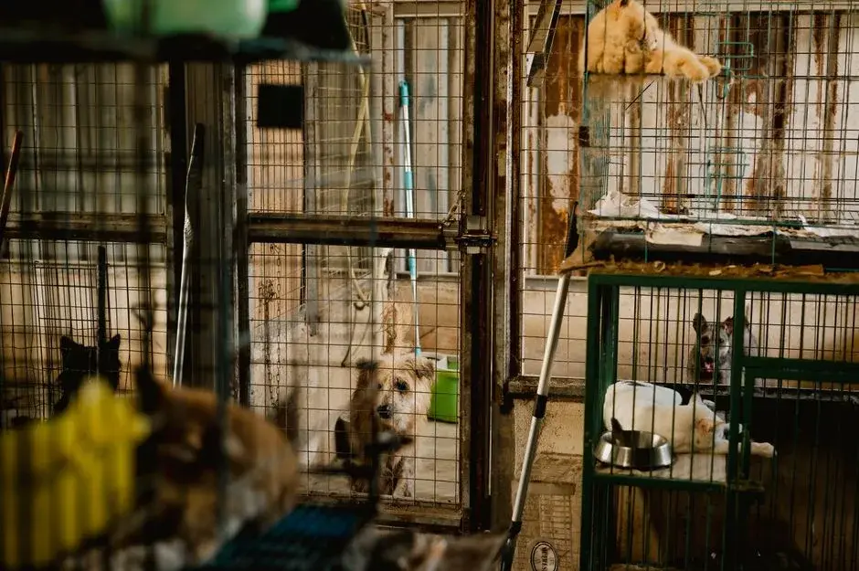 Târg anual de adopție și produse pentru animale de companie la București