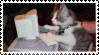 silly kitty