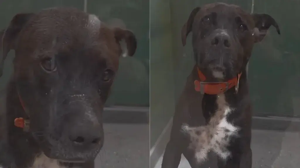 A Long-Term Shelter Resident Still Awaits a Forever Home