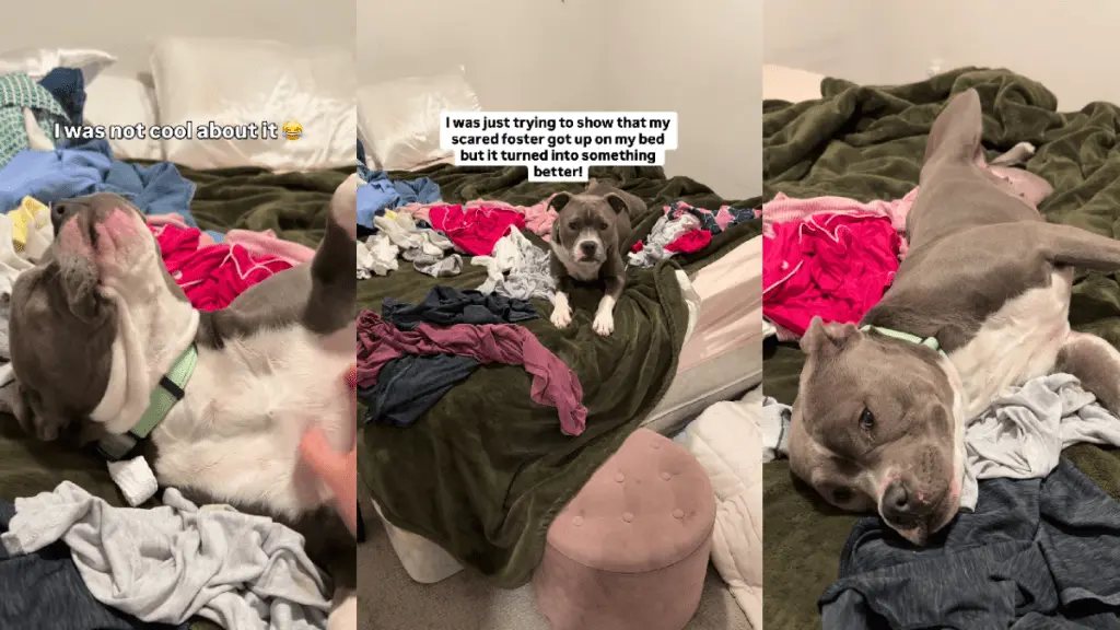 Dog Finds Trust, Snuggles With Foster Mom