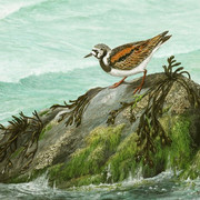 Turnstone and Barnacles