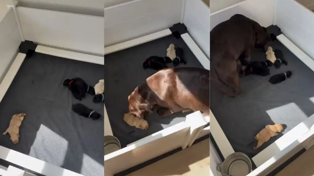 Mama Dog Rushes to Comfort Crying Puppy