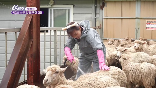 6시내고향 남해 양떼목장여행 캡처